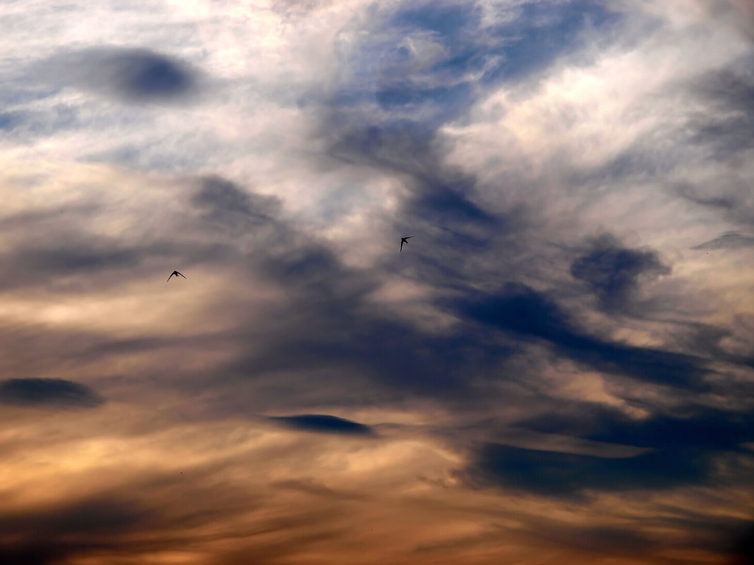 Swifts in the sky - Олег Шендерюк