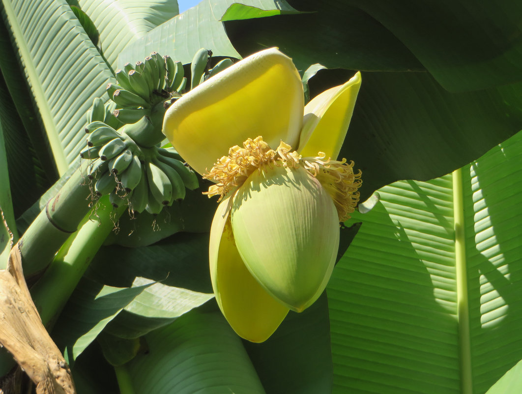 Пальма Бразилия банан