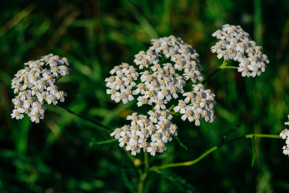 Белые цветы с поля - Света Кондрашова