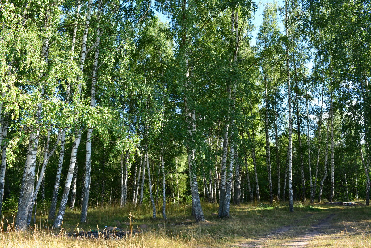 Августовский лес - Ольга 