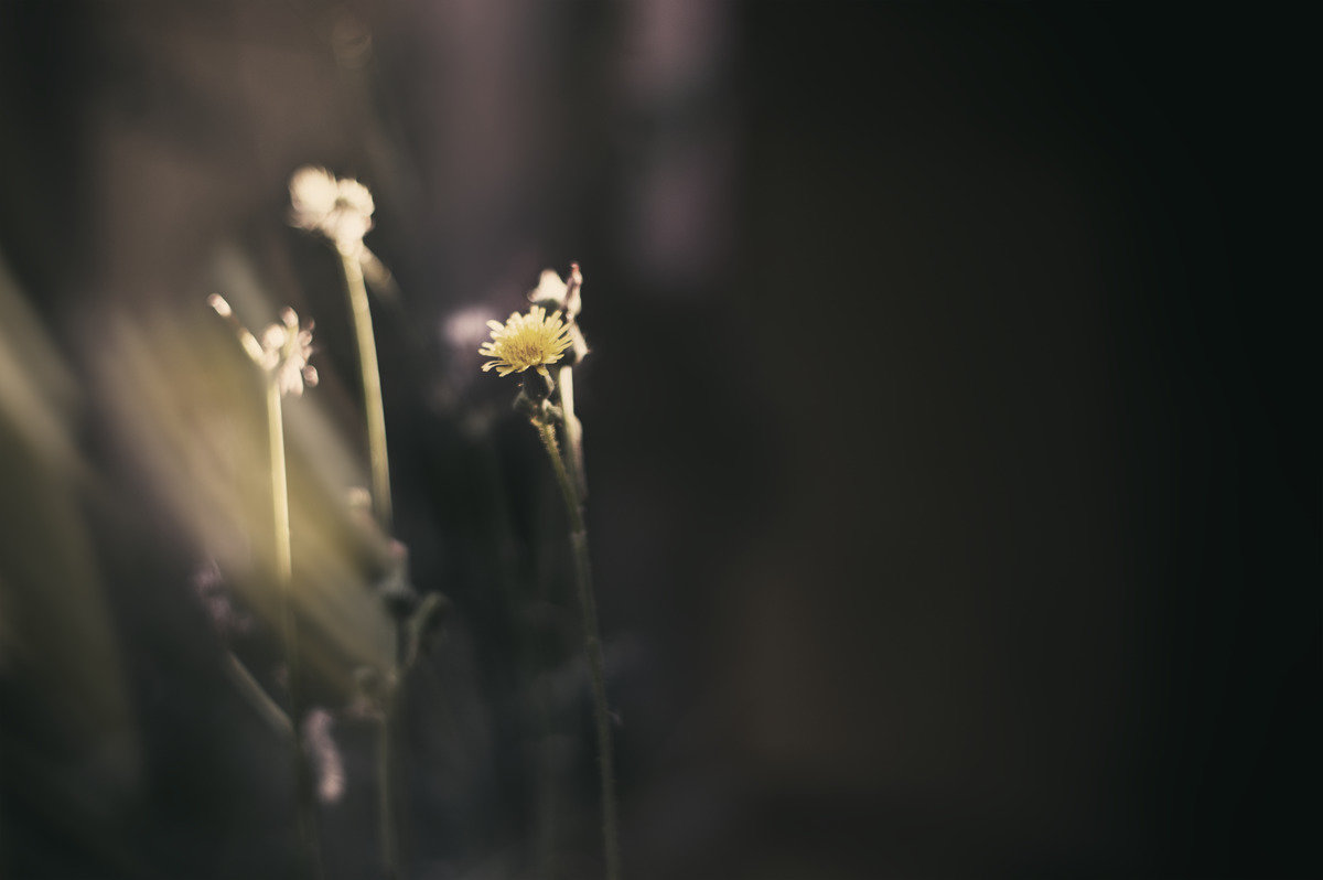 light flowers - valeko 
