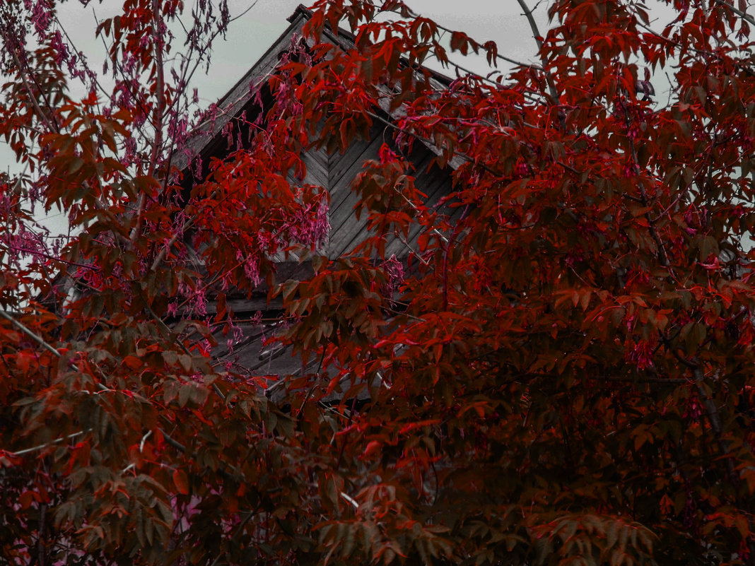 red autumn - Юлия Денискина