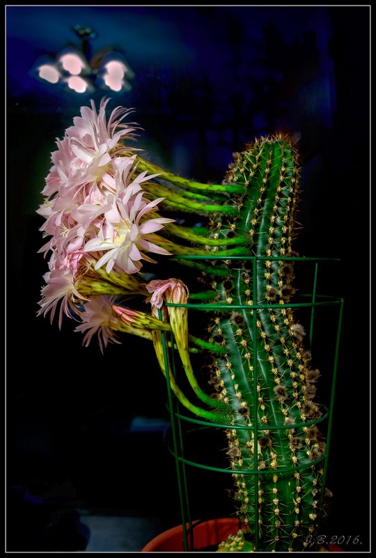 Цветы кактуса.1 - Jossif Braschinsky