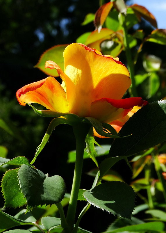 Августовские розы Фото №1 - Владимир Бровко