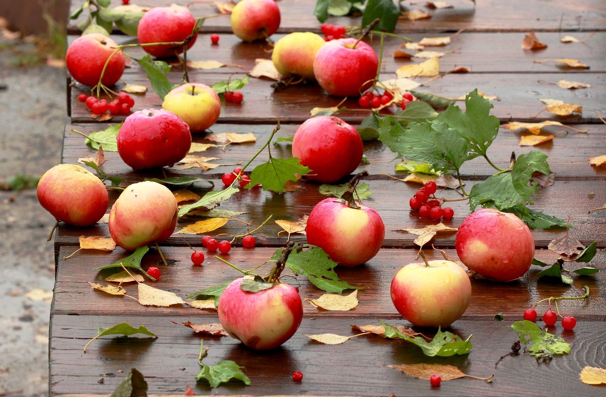 яблоки в осеннем саду картинки