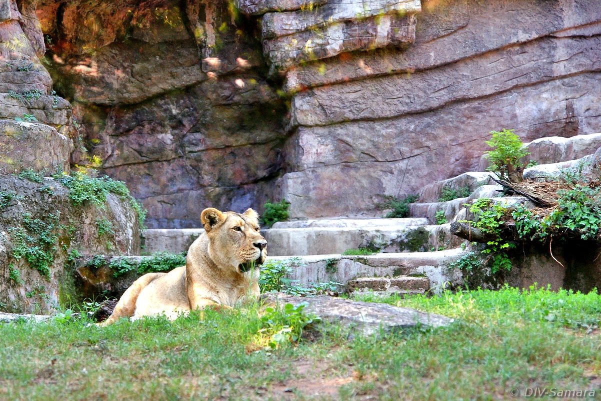 Римский зоопарк - Денис Кораблёв