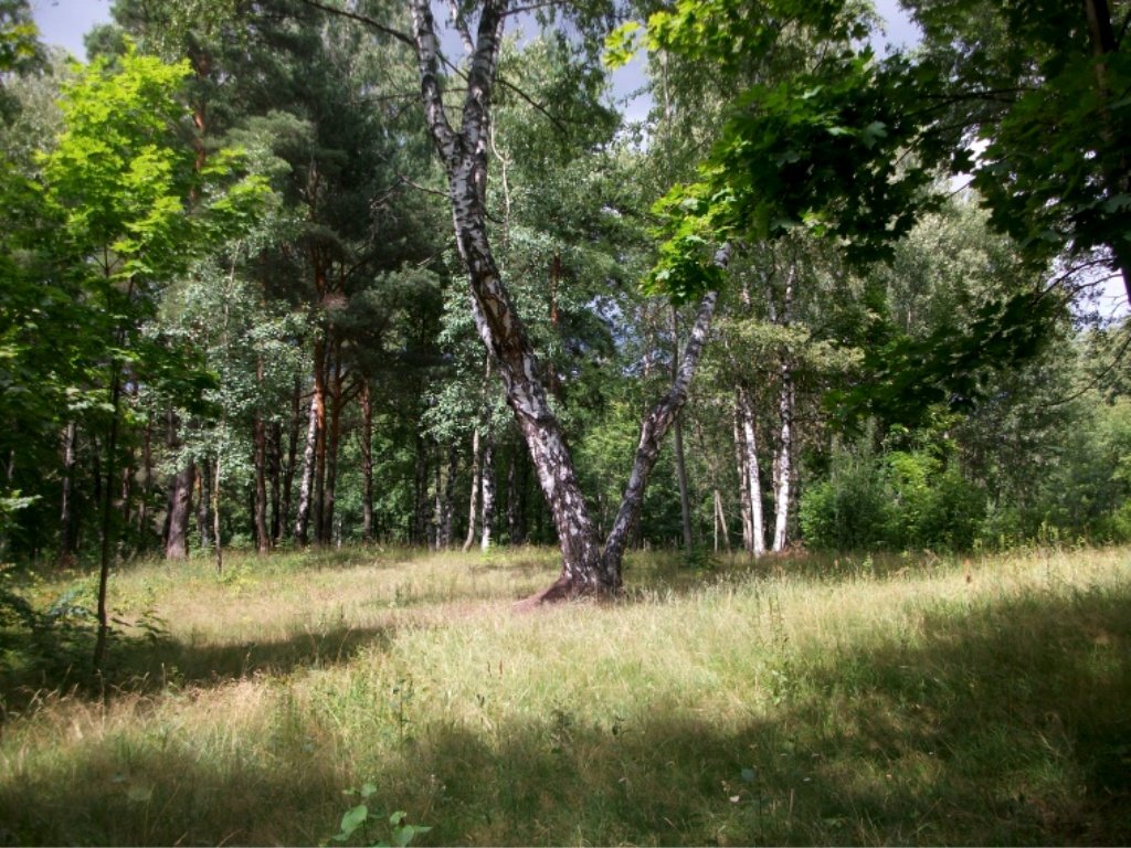 В старом парке - Галина Бобкина