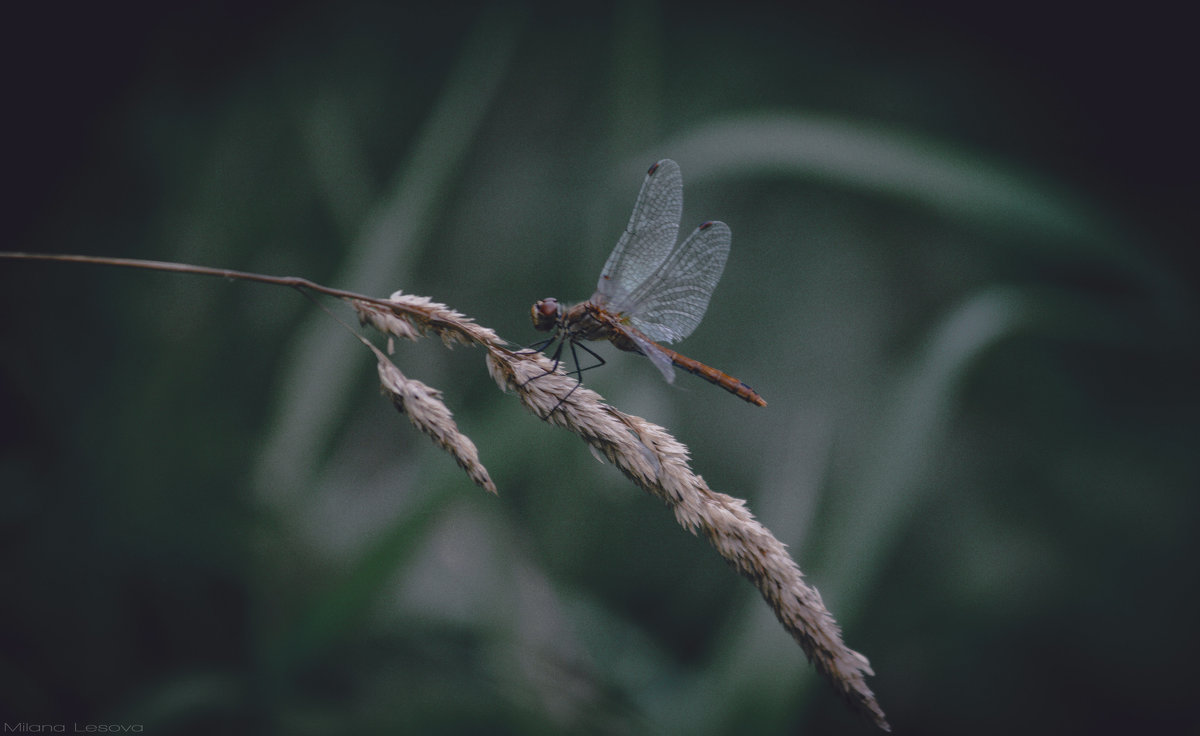 dragonfly - Милана Лесова