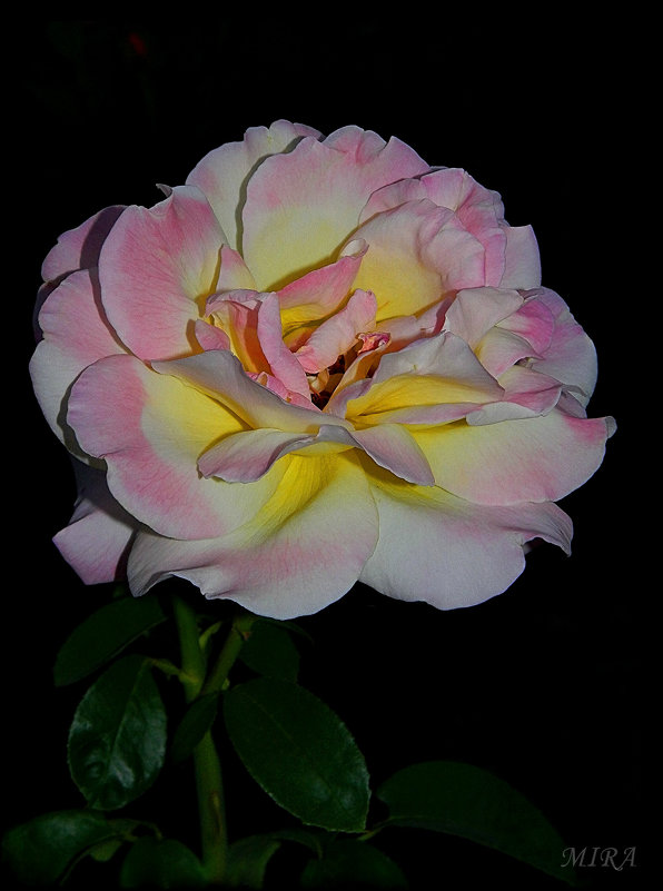 Ночью розы ароматом дышат... - *MIRA* **