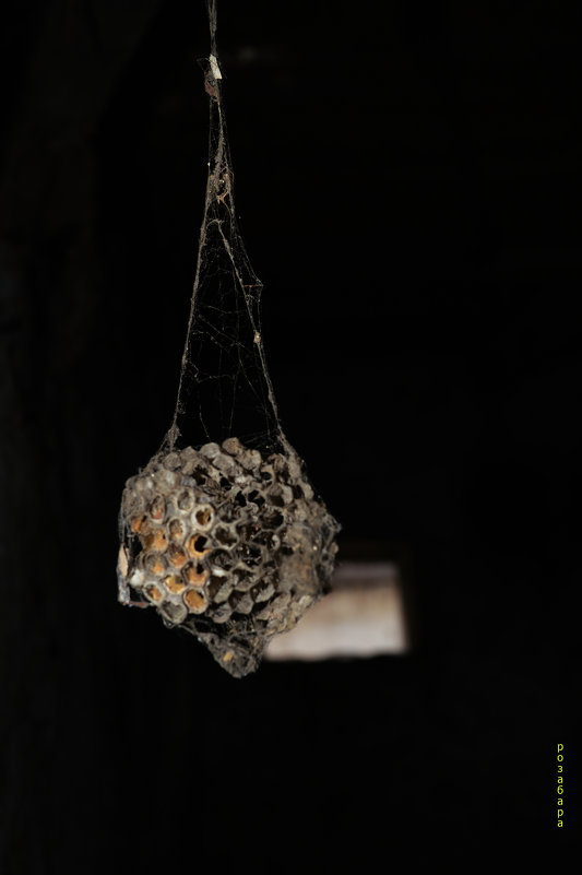 украшенье от паука - Ксения Забара