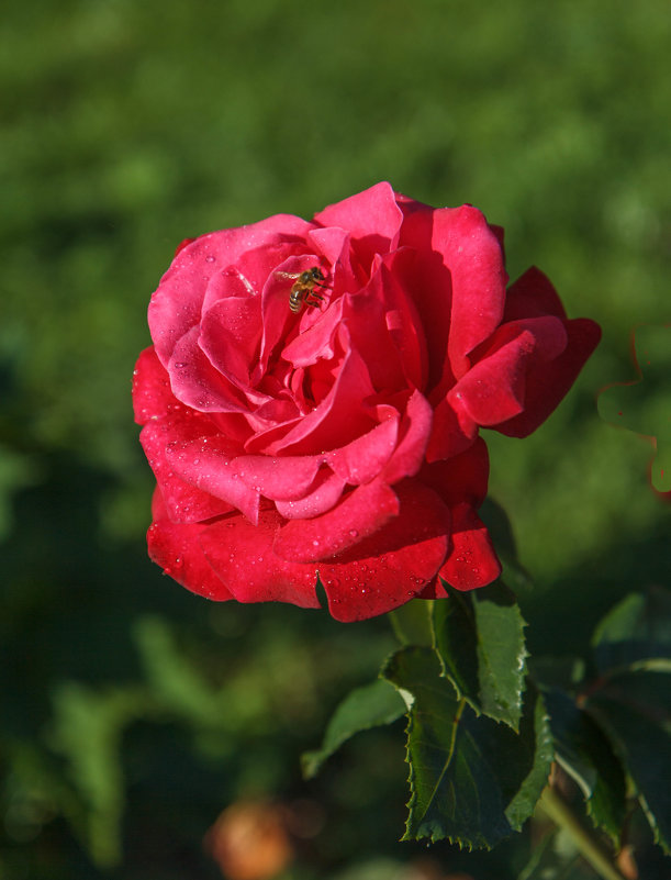 « О, роза красная! Ты – символ страсти,..» - Андрей Нибылица