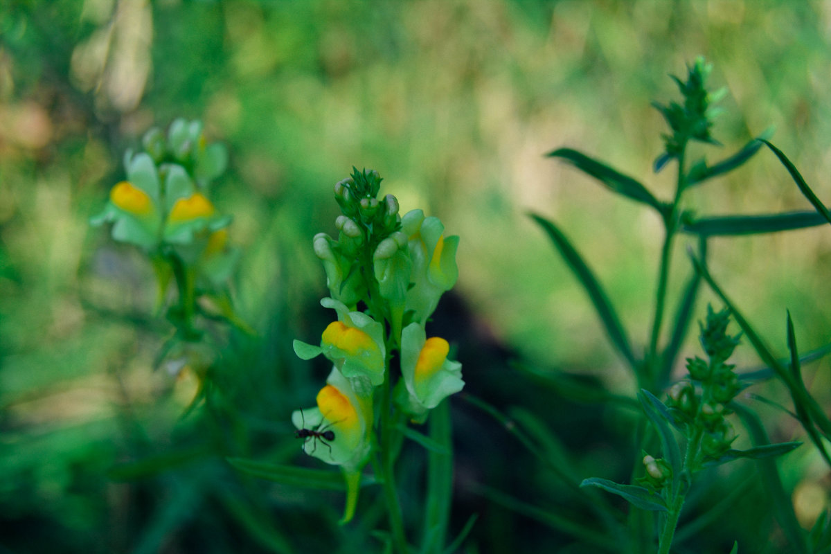 Жёлтые цветы на поле распустились - Света Кондрашова