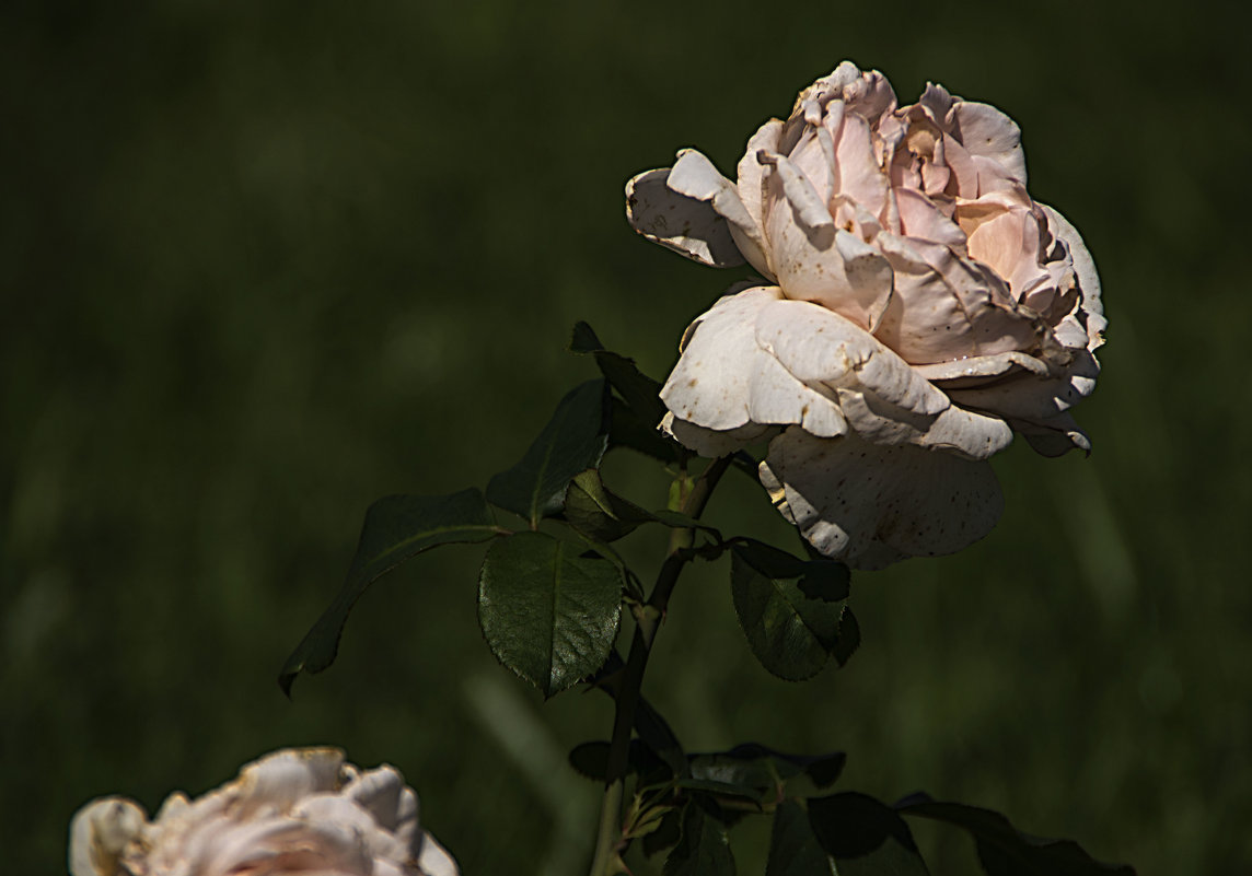 Эта роза дважды не расцветёт - Яков Реймер