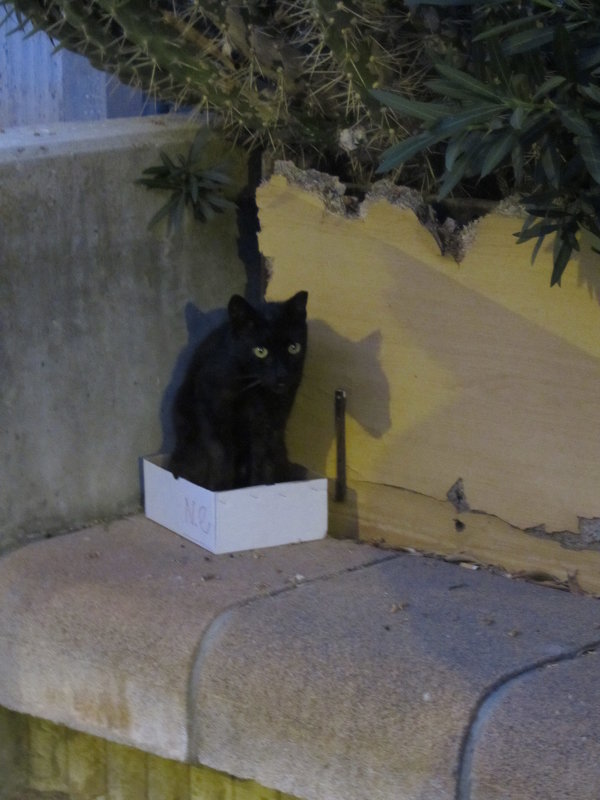Котенок в коробке - Герович Лилия 