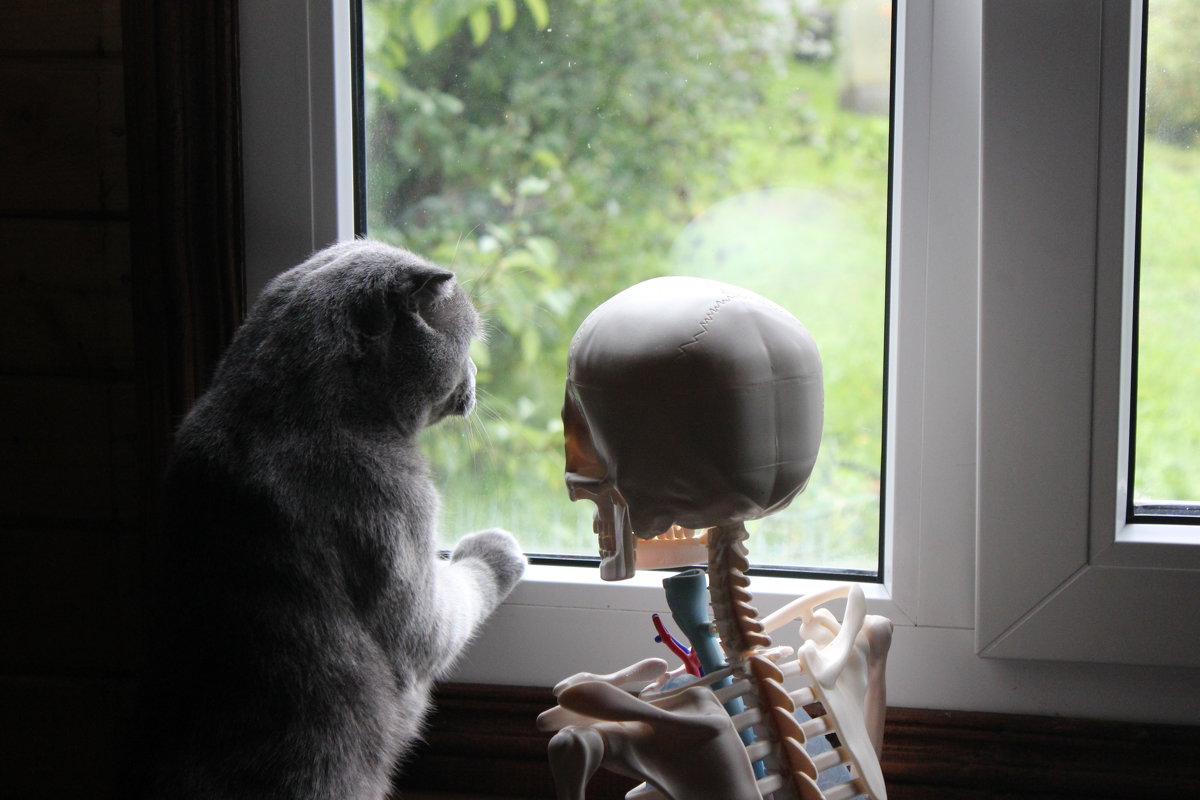 Я тебя  кот предупреждал  за окном армагедец  ! - Виталий  Селиванов 