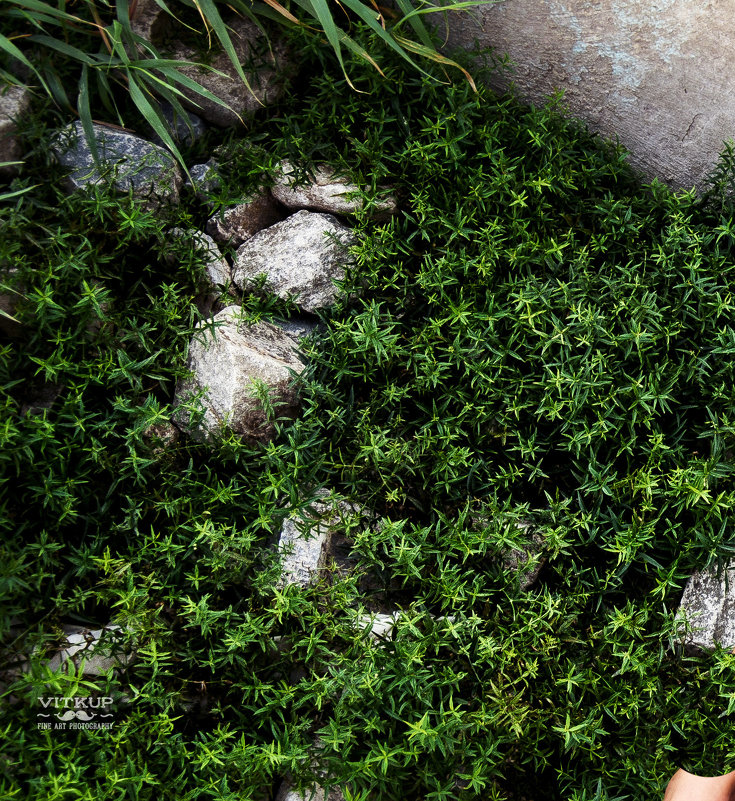камни в траве - Юрий 
