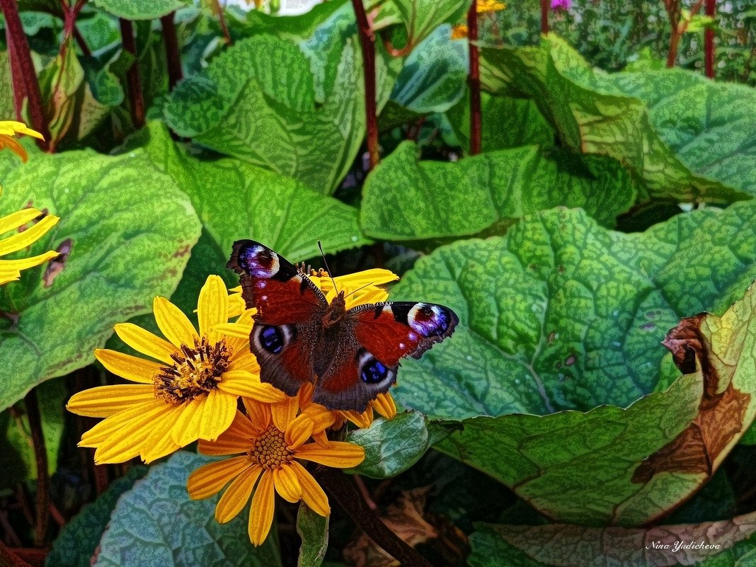 Бабочка на цветке - Nina Yudicheva