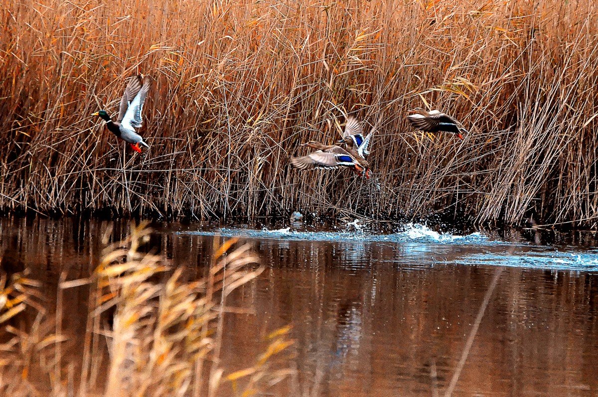 Утки взлетают с озера в зарослях камыша - Николай Михайленко
