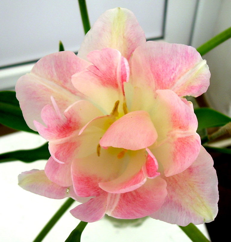 Махровый тюльпан - татьяна 
