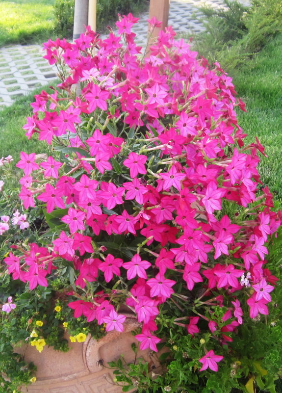 Летние цветы-душистый табак - татьяна 