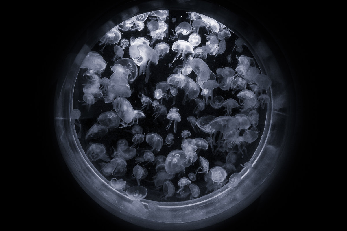медузы - Slava Hamamoto
