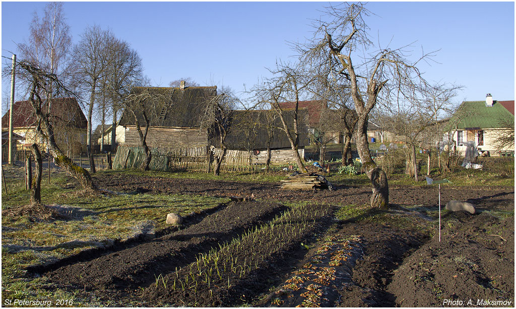 Огородик в деревне - Александр Максимов
