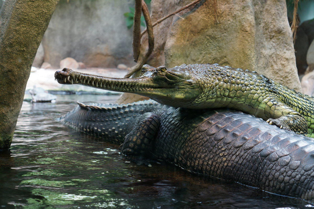 Крокодил - IURII 