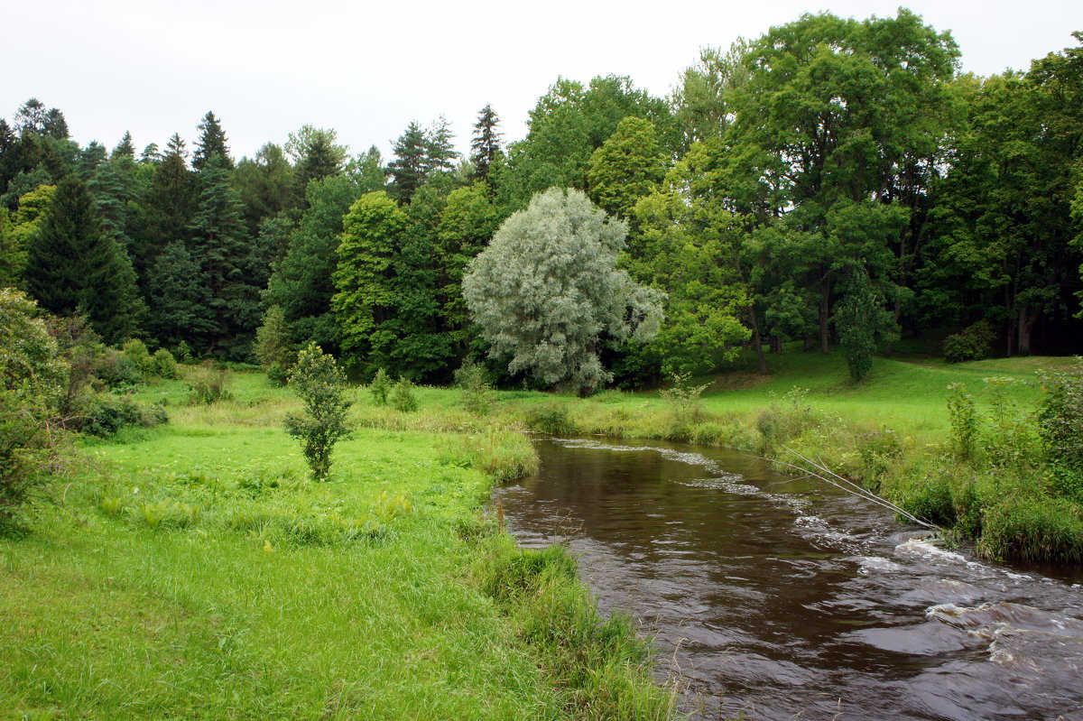 Парк Тойла-Ору (Oru Park). р. Пухайыги - Елена Павлова (Смолова)