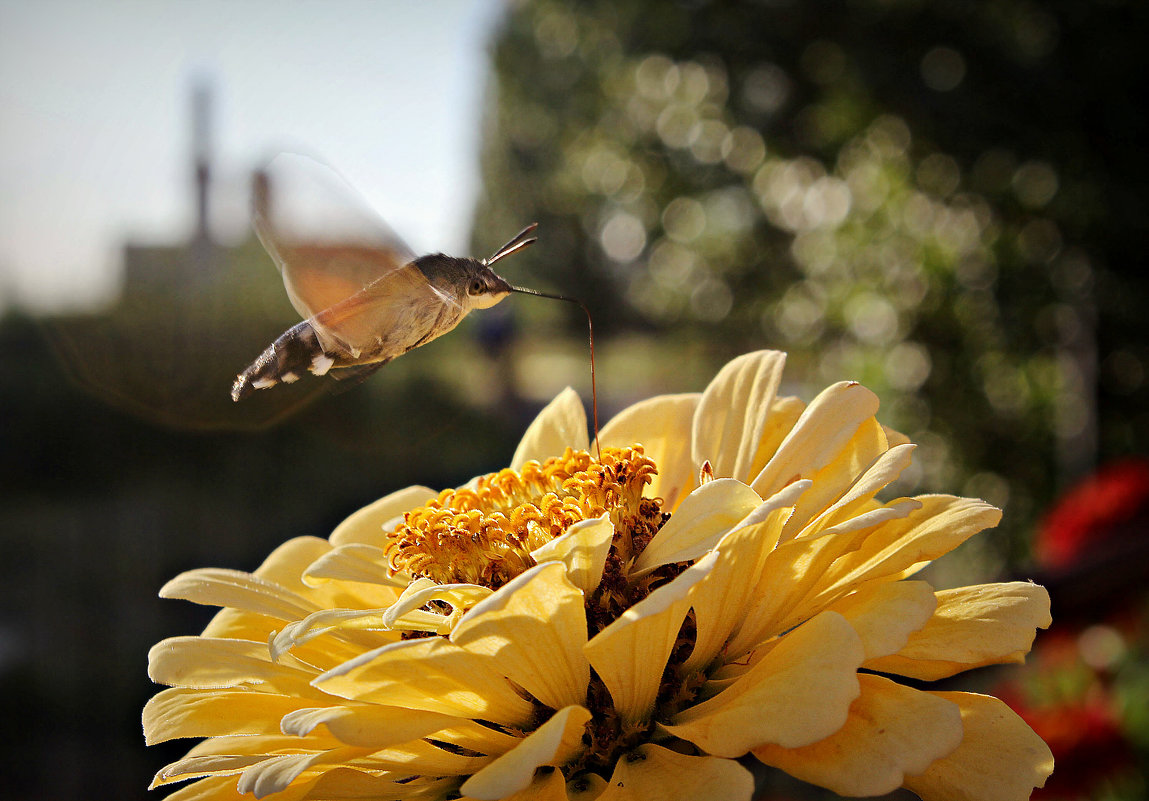 Бабочки и цветы - TATYANA PODYMA
