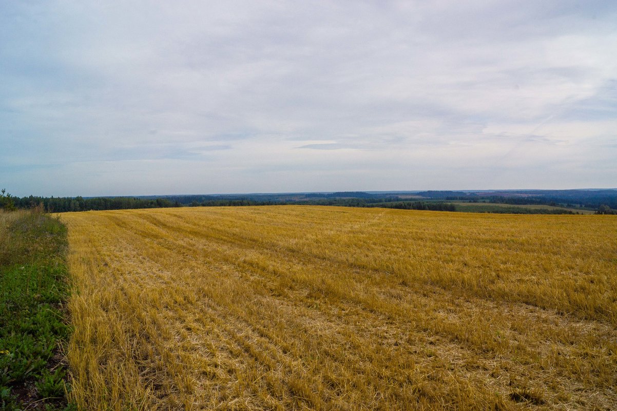 Осенне поле у деревни Ковриги - Валерий Симонов