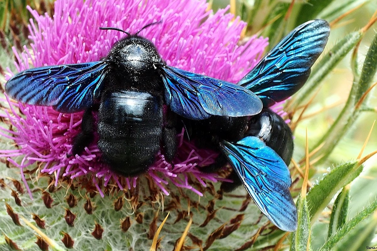 Фиолетовая пчела-плотник - wea *