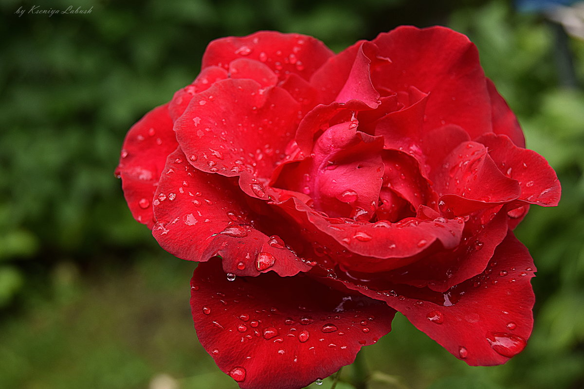 Красная роза - Ксения Лабуш