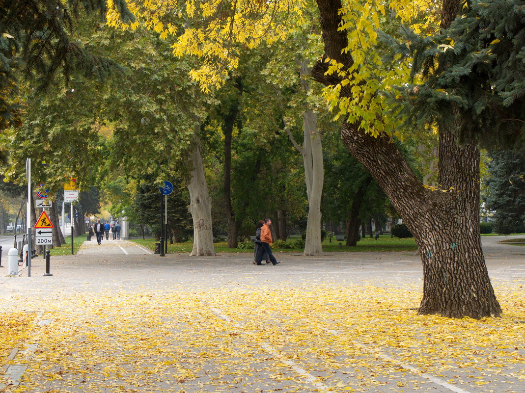 Осень в Краснодаре. - Валерия Калашникова