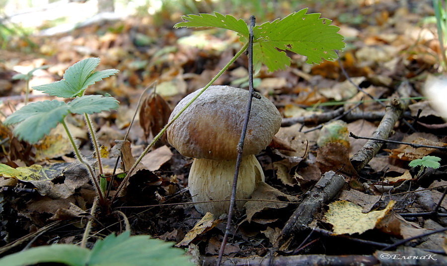 осень-2016 (грибы) - Елена Кирьянова