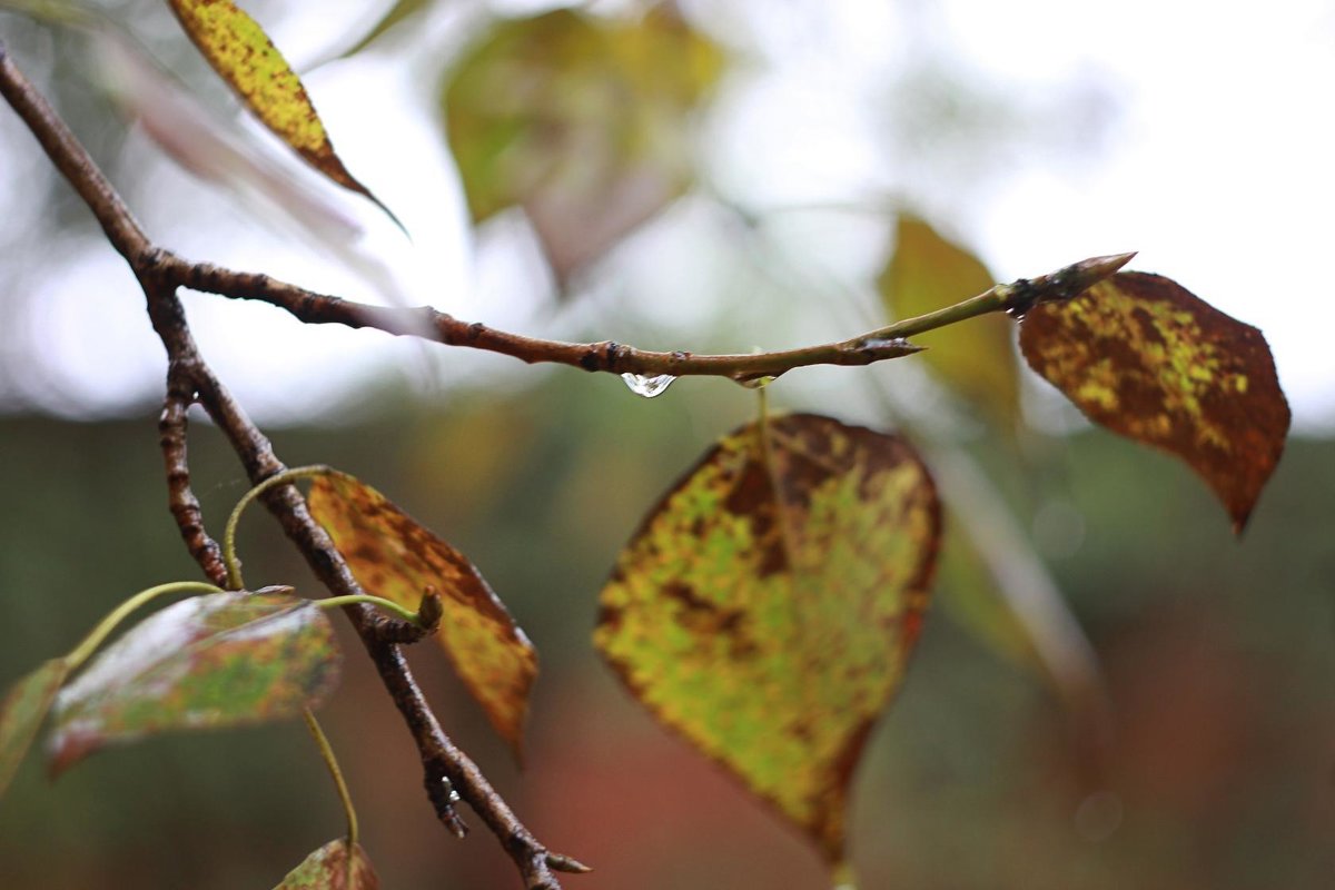 Красивая дождливая осень - фото и картинки fitdiets.ru
