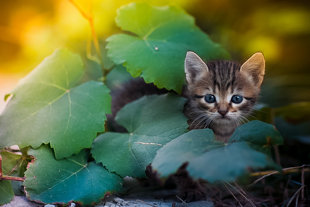 *** - Юрий Коротун