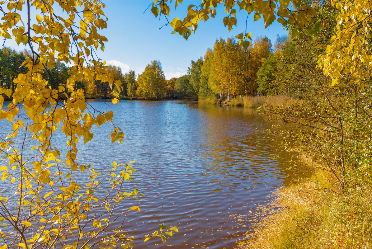Золотая осень в парке - Виталий 