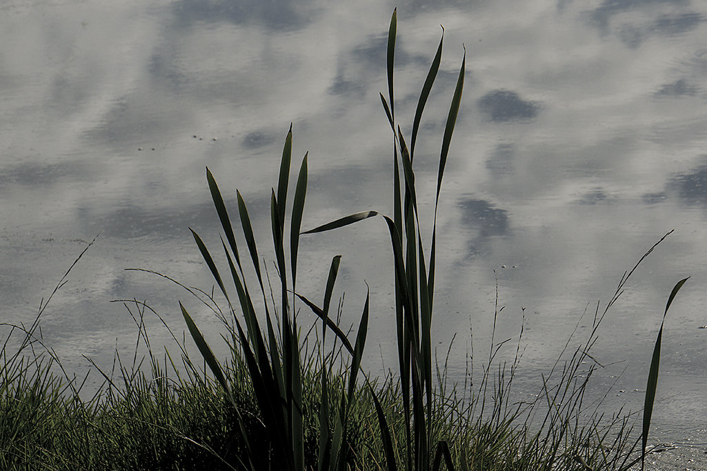 Трава, вода и облака... - Людмила Синицына