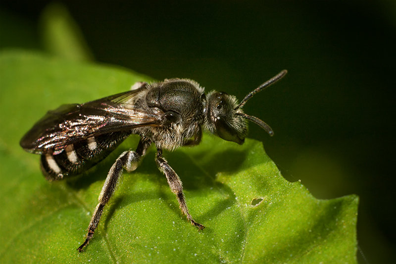Пчела-галикт (Halictus rubicunolus) - Marina Khilko