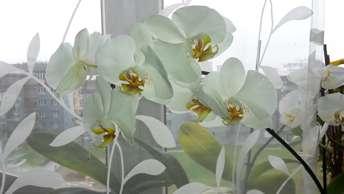 орхидея - kuta75 оля оля
