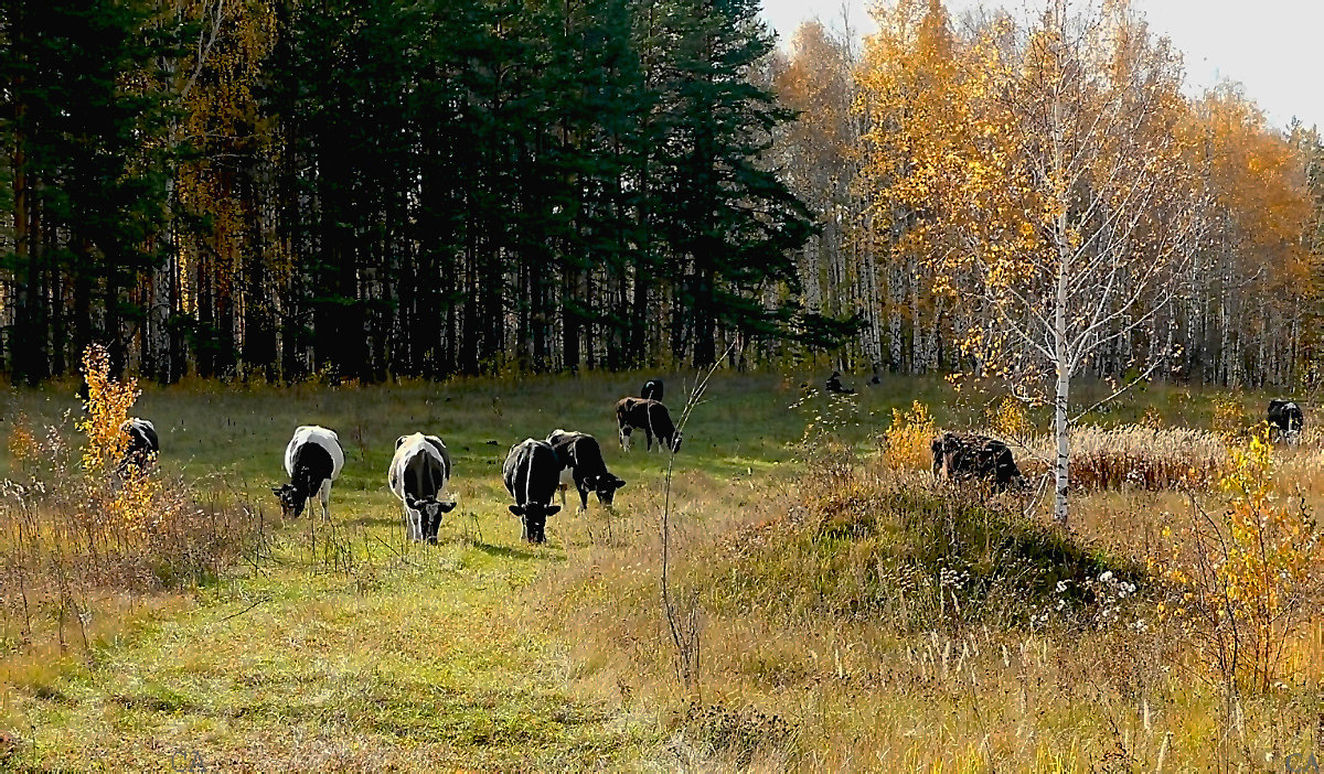 Бабье лето - Александр Садовский