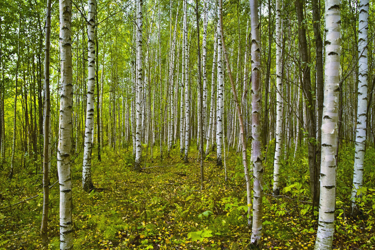 осень в лесу - petyxov петухов