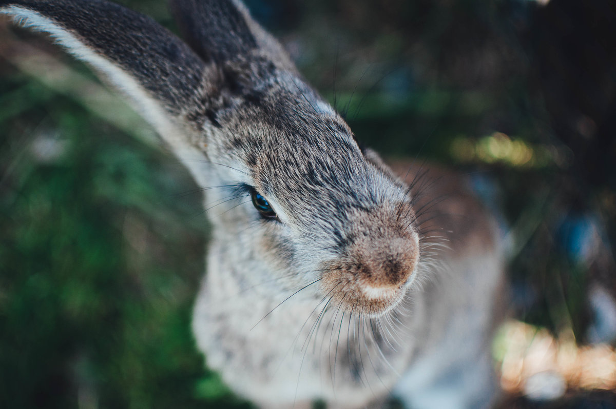 bunny - SteelRabbit Mustache