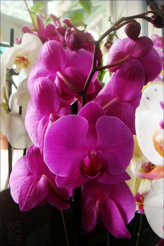 Орхидея - Нина Корешкова