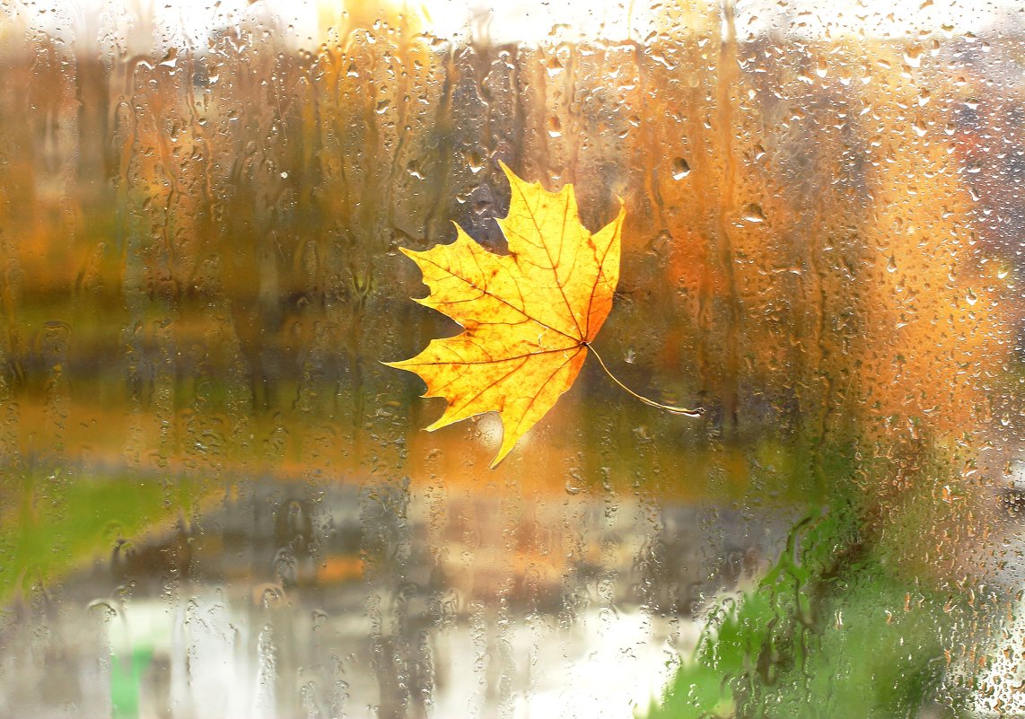 Осень дождь окно