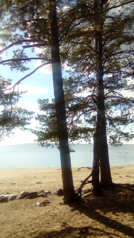 Две сосны на Финском заливе. (сентябрь 2016 г.). - Светлана Калмыкова