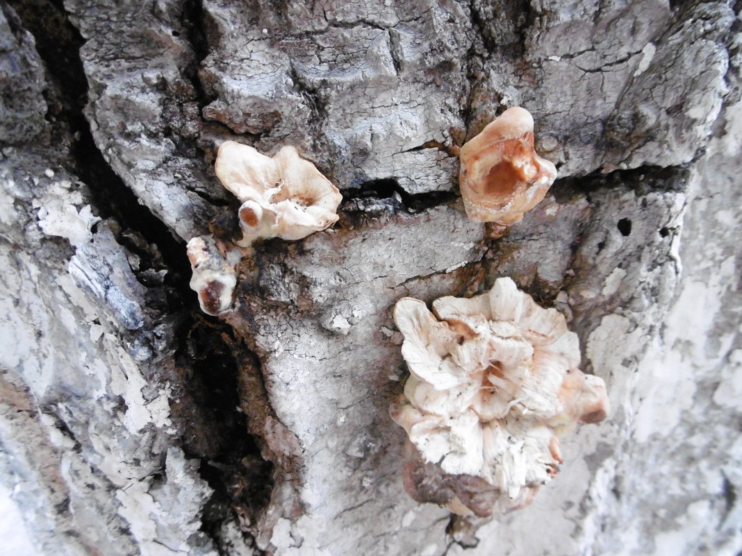 Древесные грибы - татьяна 