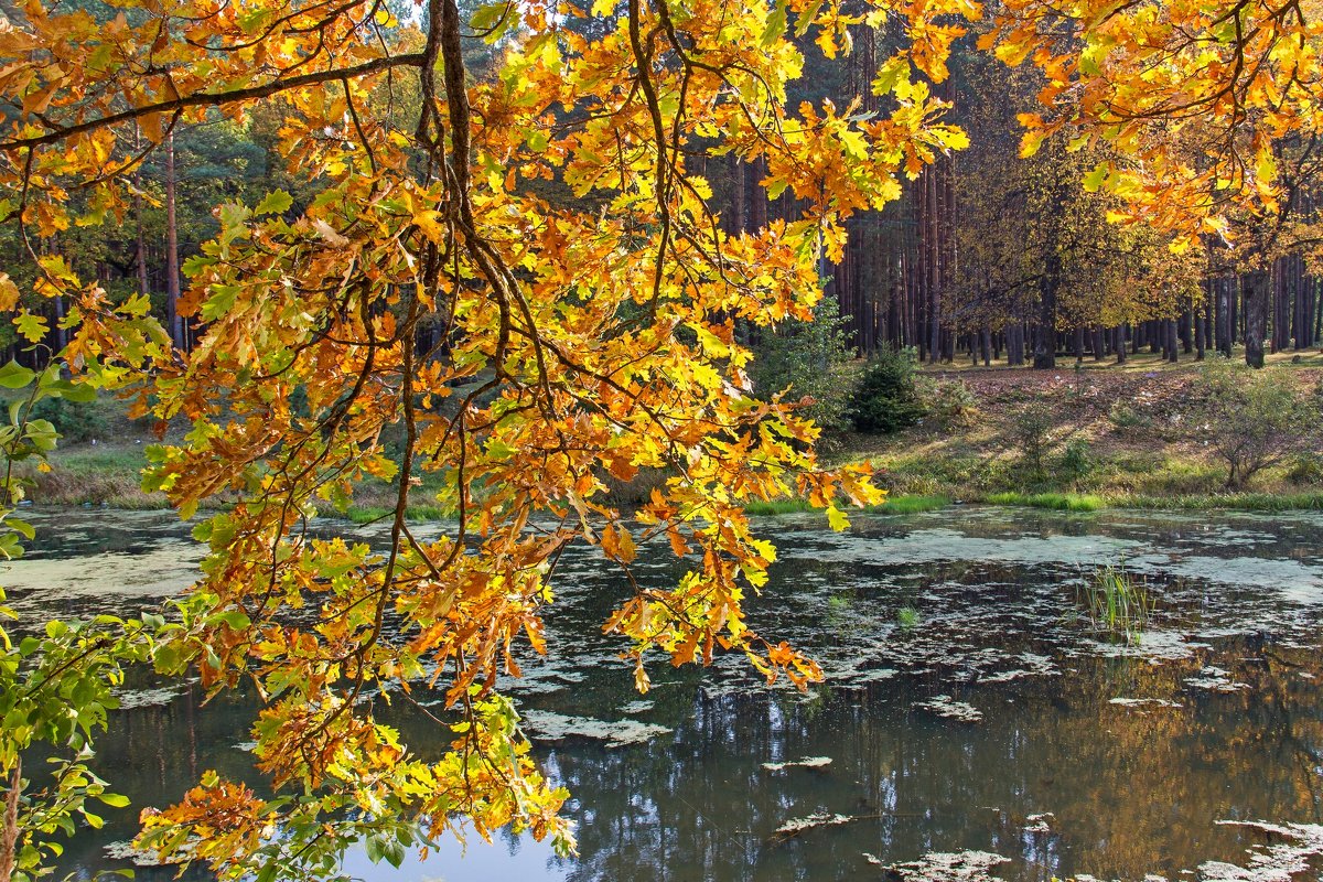 Осеннняя зарисовка - Дмитрий Сиялов