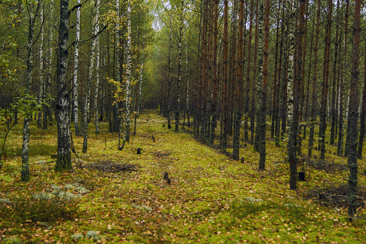 Прогулка по лесу - Игорь Сикорский