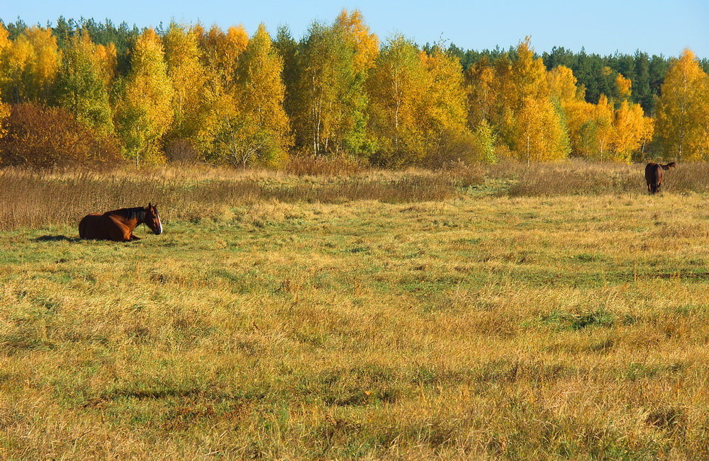 Прошедшим летом грезит память луга... - Лесо-Вед (Баранов)